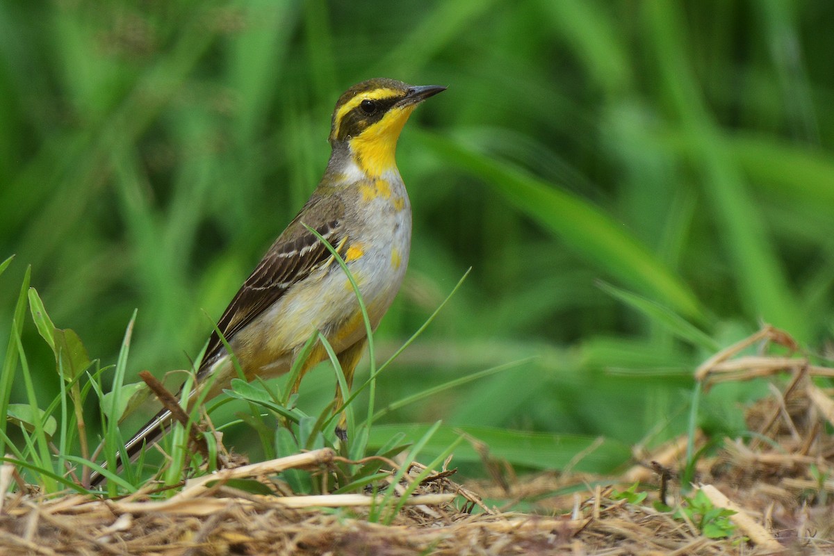 Eastern Yellow Wagtail (Green-headed) - Jhih-Wei (志偉) TSAI (蔡)