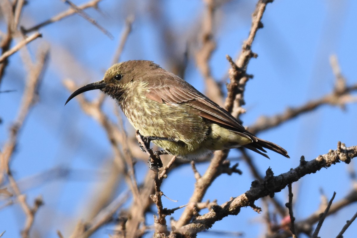 Suimanga Pechiescarlata - ML135848161