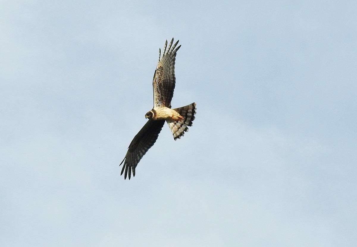 Long-winged Harrier - ML135849221