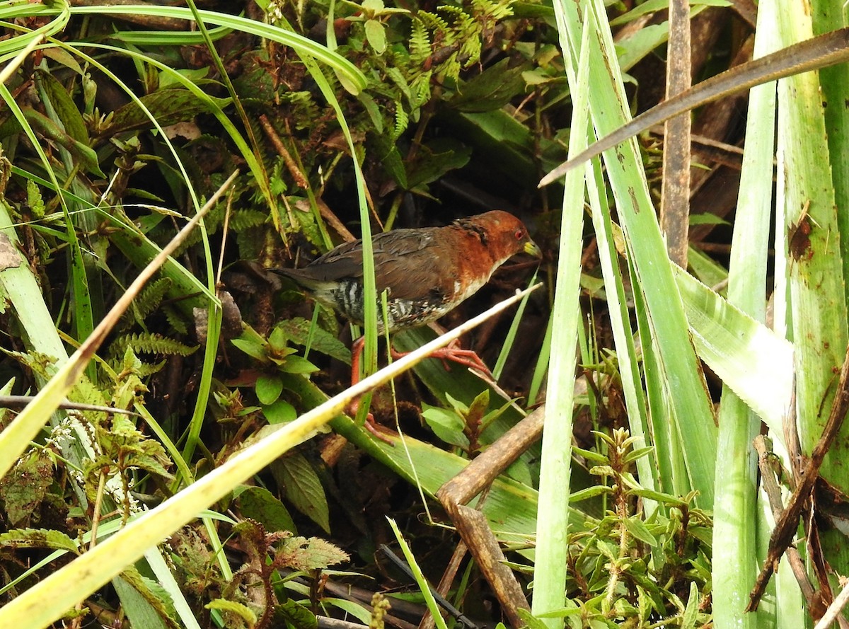 Red-and-white Crake - ML135849451