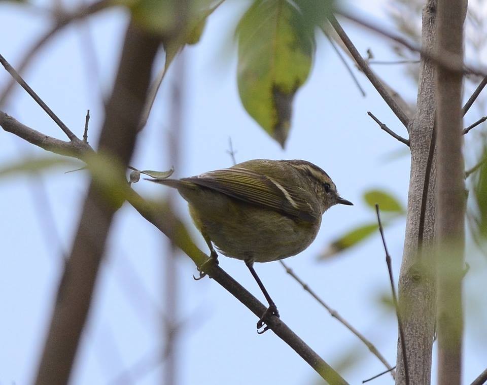 Hume's Warbler - ML135849591