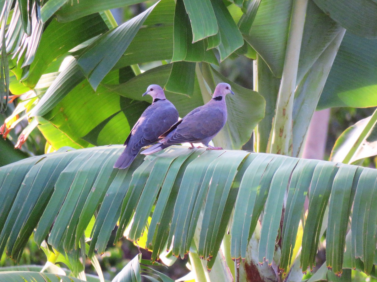 Red-eyed Dove - ML135849741