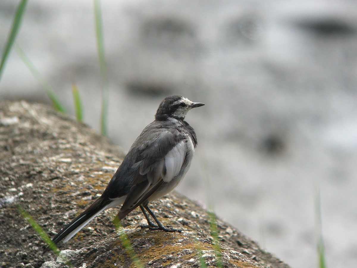 White Wagtail (Black-backed) - ML135850091