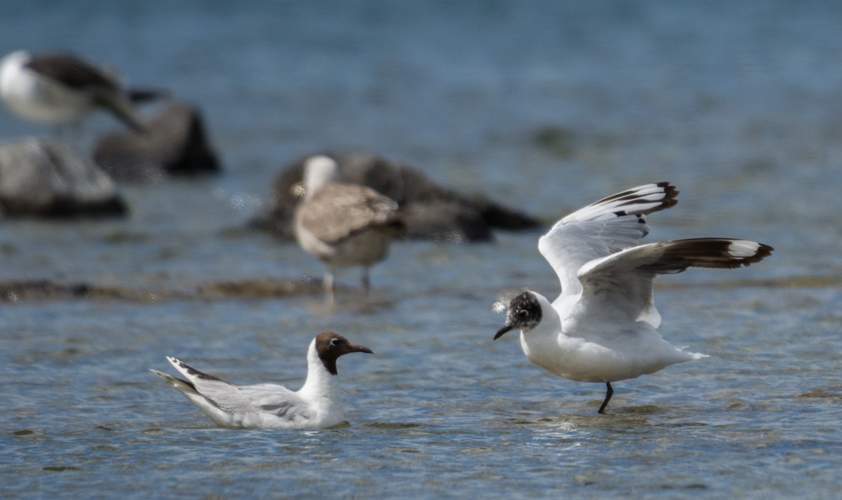 Andean Gull - ML135852801