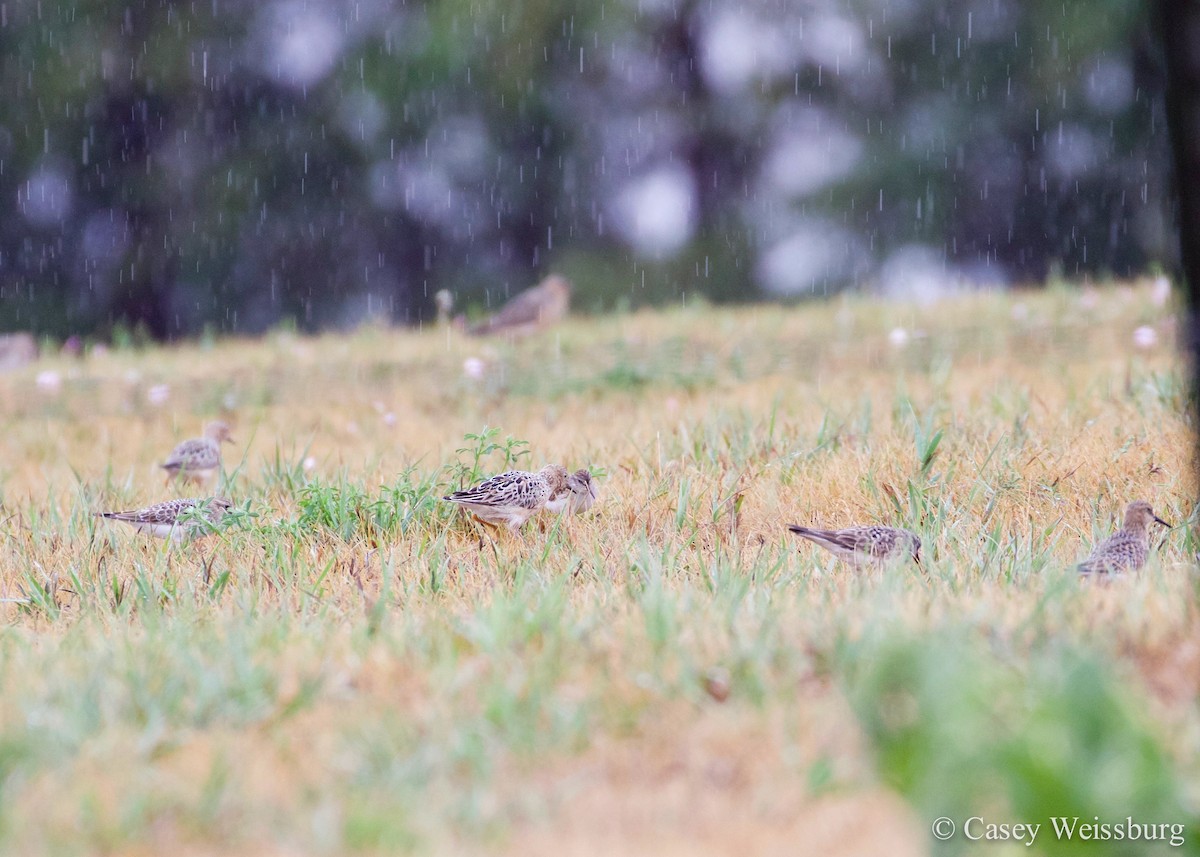 Buff-breasted Sandpiper - Casey Weissburg