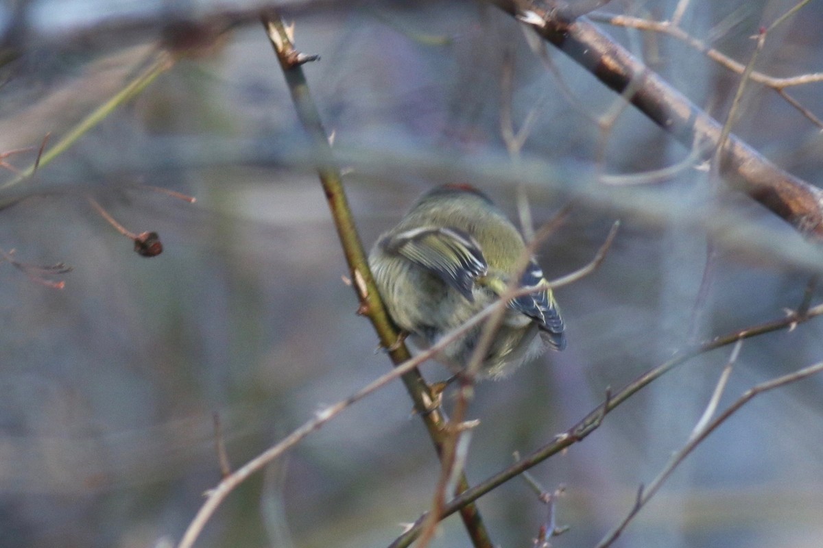 Ruby-crowned Kinglet - Josh Bock