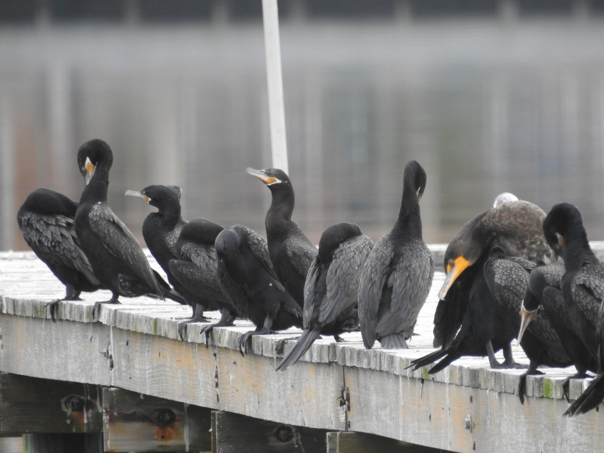 Neotropic Cormorant - Tracy f