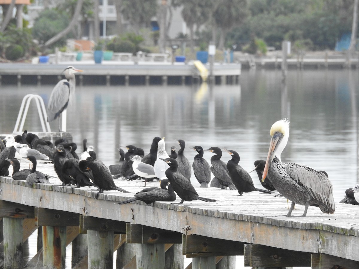 Neotropic Cormorant - Tracy f