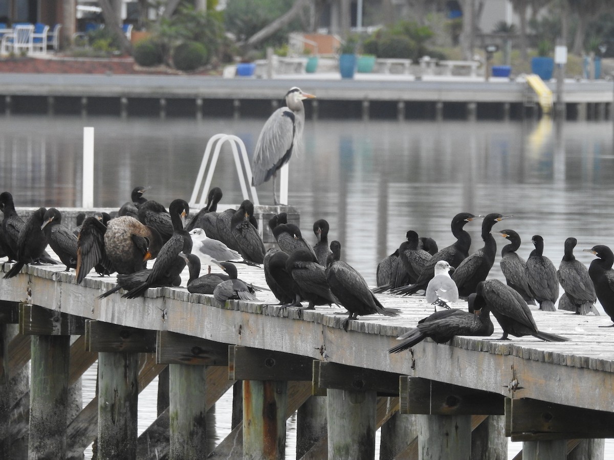 Neotropic Cormorant - Tracy f