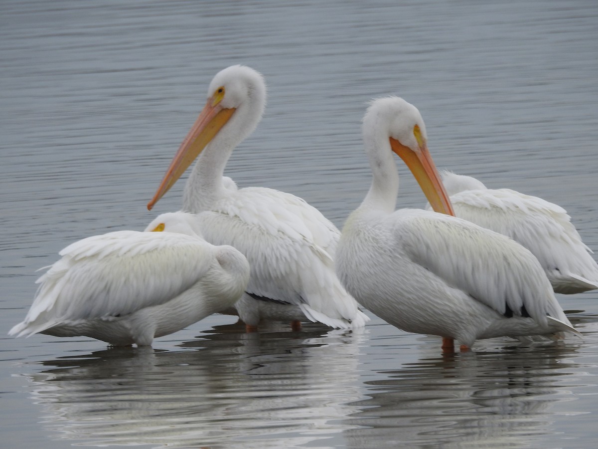 American White Pelican - ML135856241