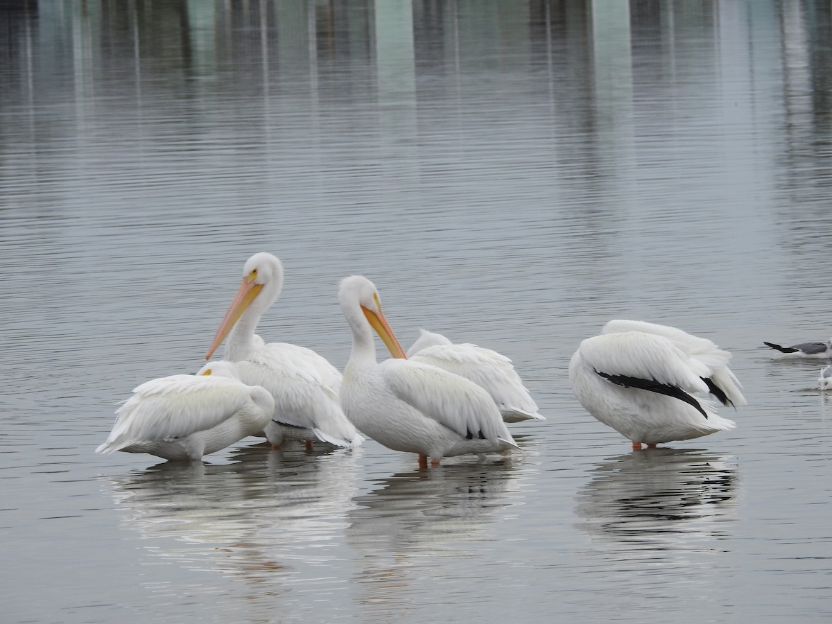 American White Pelican - ML135856251