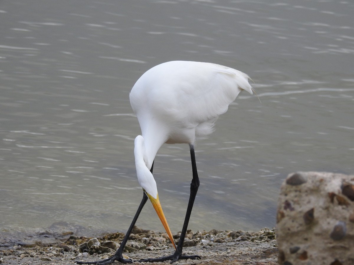 Great Egret - Tracy f