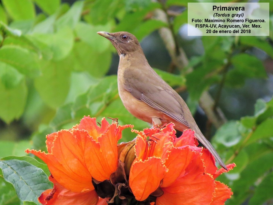 Clay-colored Thrush - ML135856631