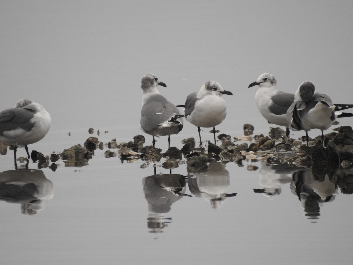 goéland ou mouette sp. - ML135857101