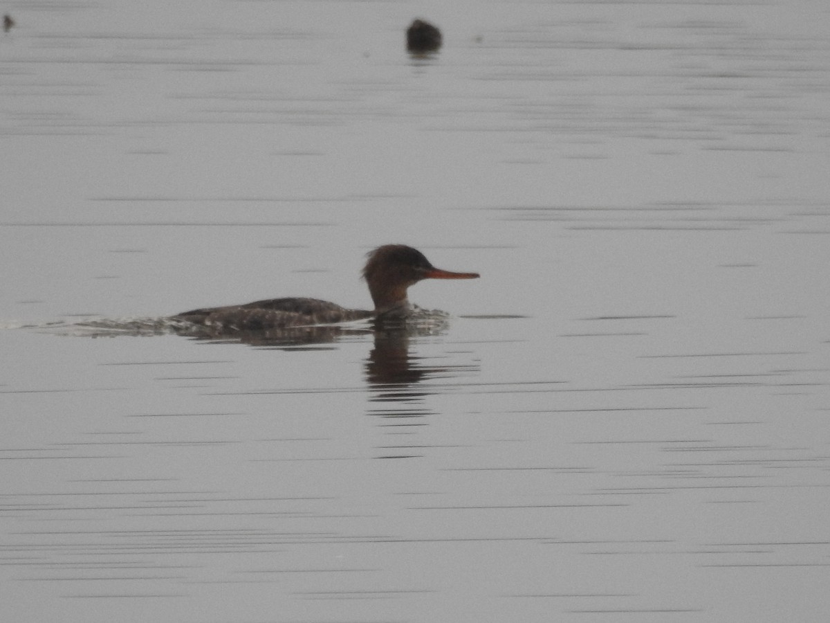 Red-breasted Merganser - ML135857281