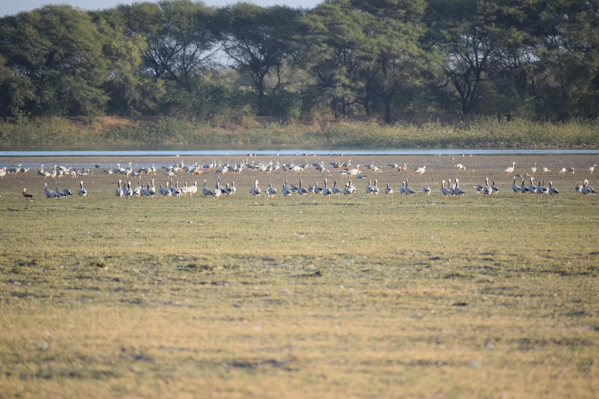 Bar-headed Goose - ML135857451