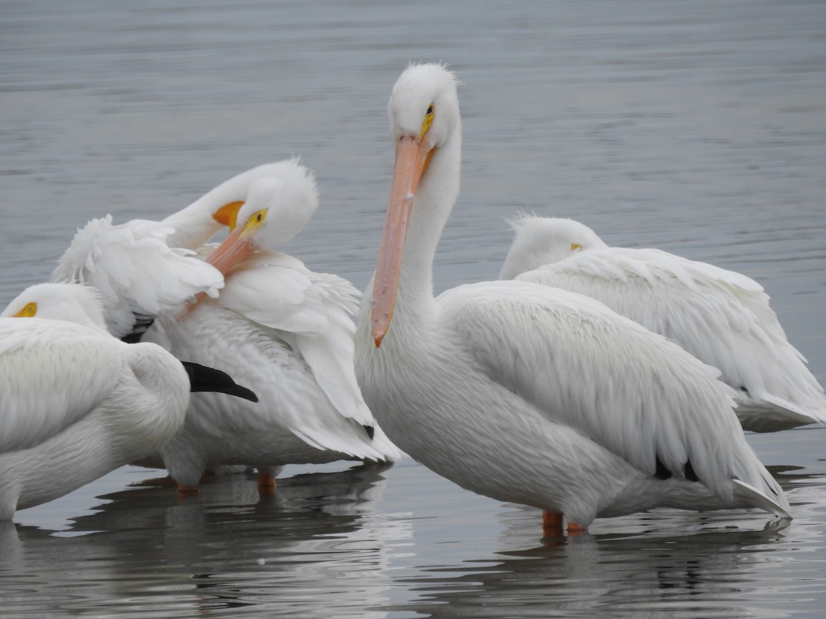 American White Pelican - ML135857831