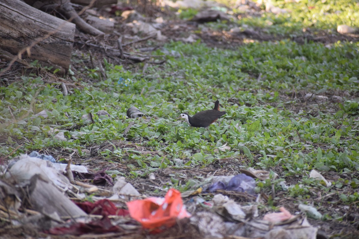 White-breasted Waterhen - ML135858231