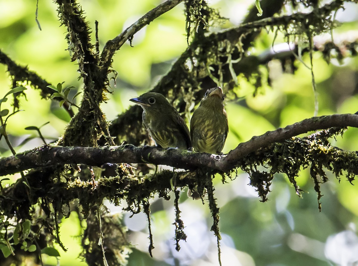 Pacific Flatbill - Nick Athanas