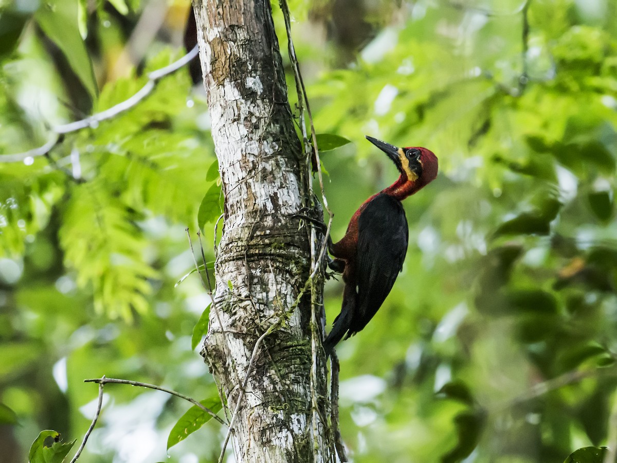 Crimson-bellied Woodpecker - ML135861081