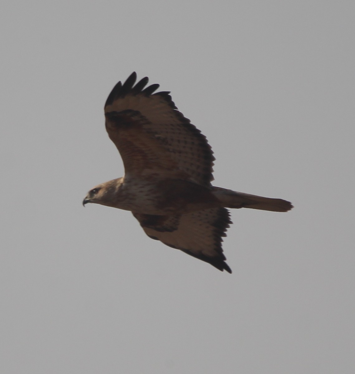 Long-legged Buzzard - ML135863241