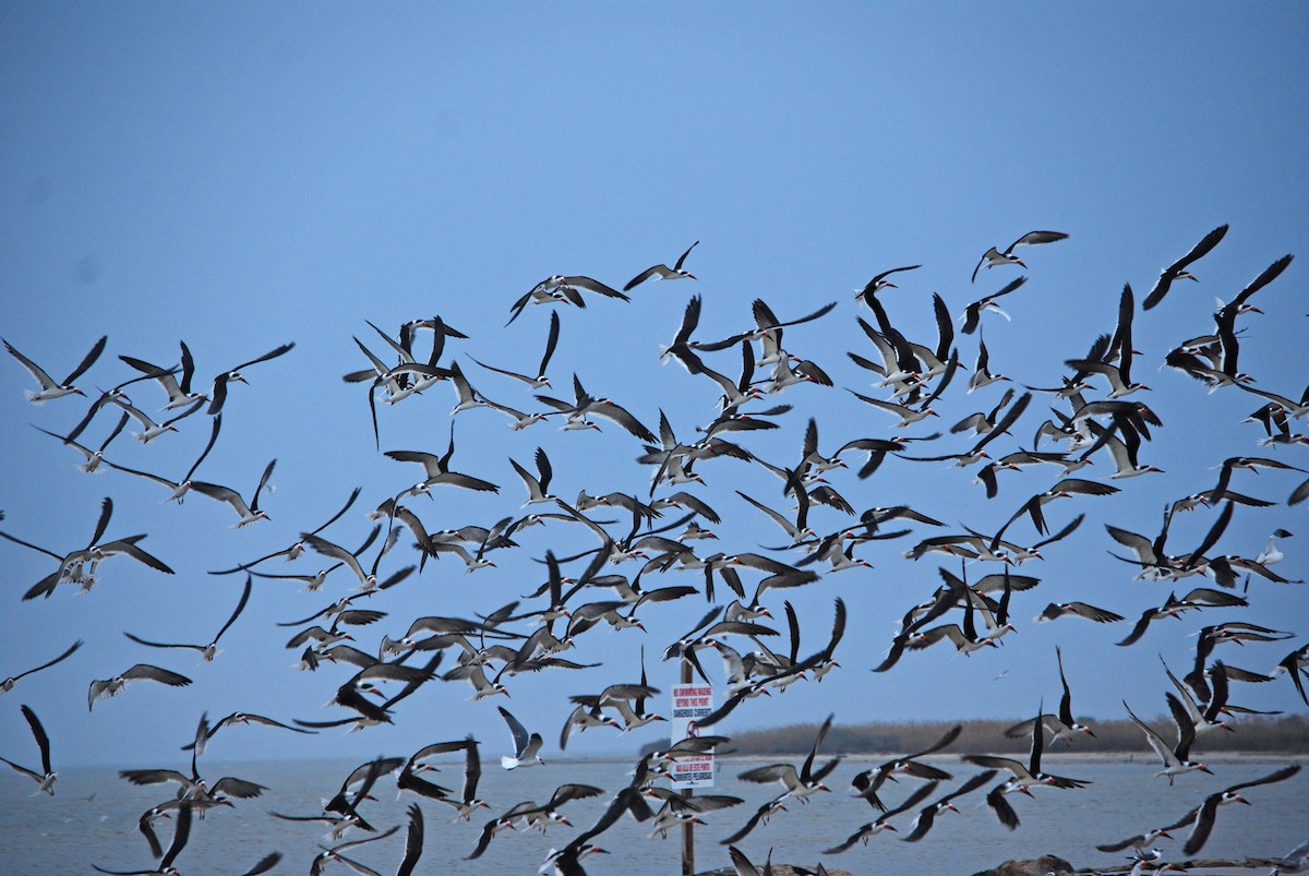 Black Skimmer - ML135863581