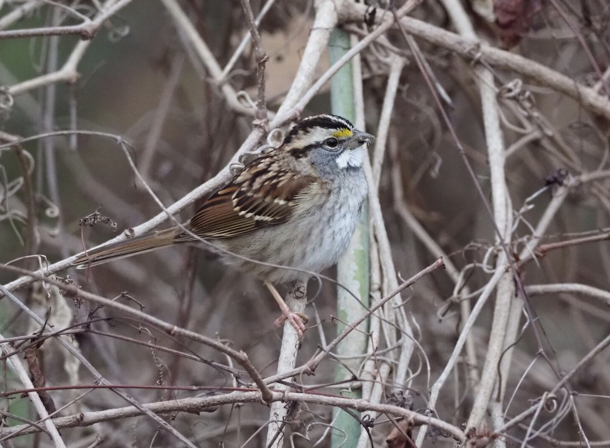 White-throated Sparrow - Cin-Ty Lee