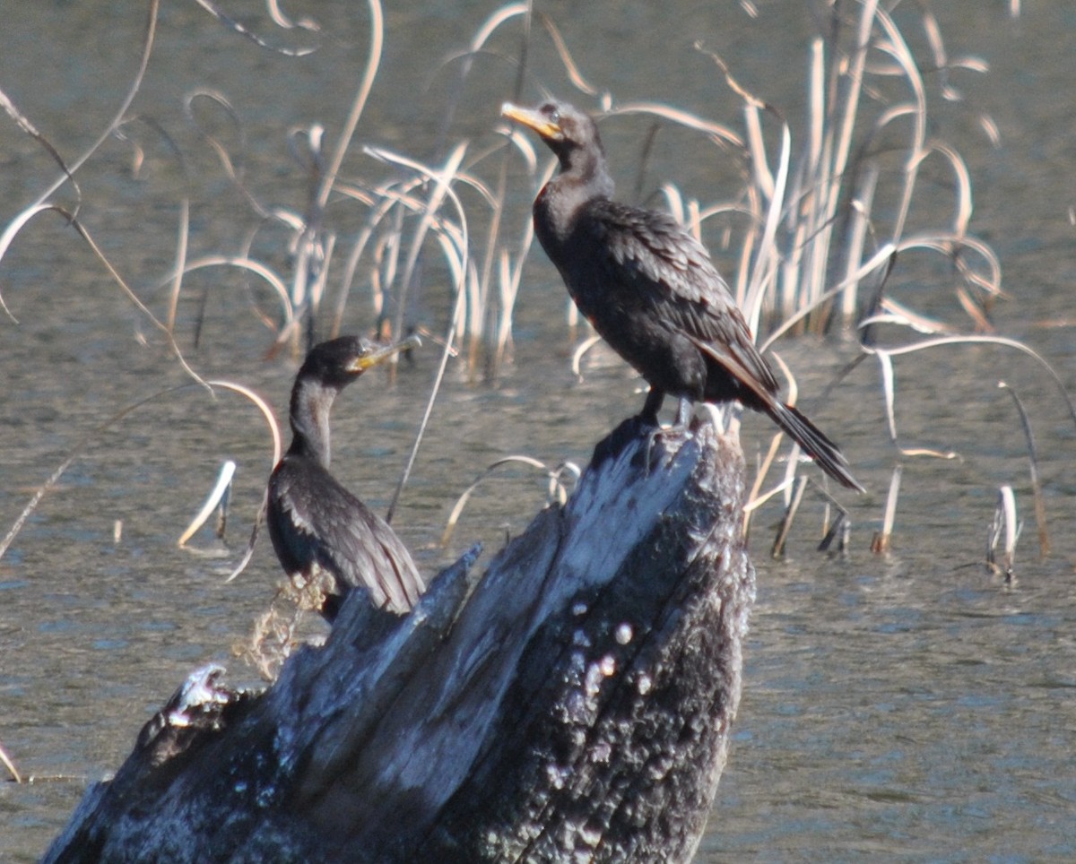 Neotropic Cormorant - ML135865761