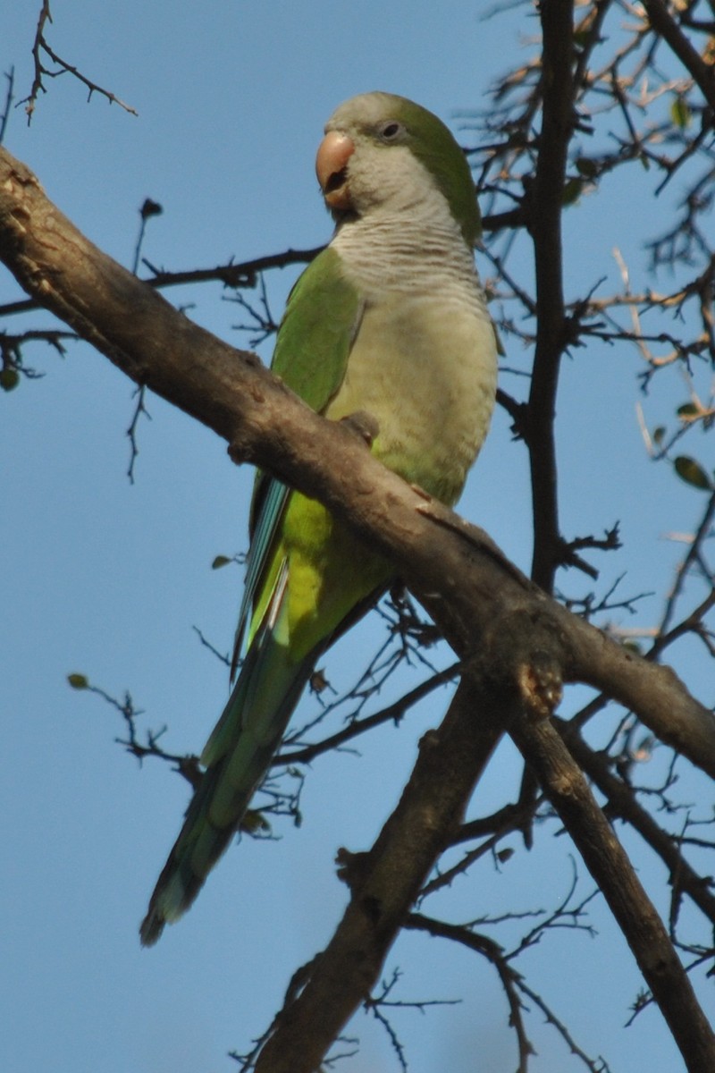 Monk Parakeet - ML135866071