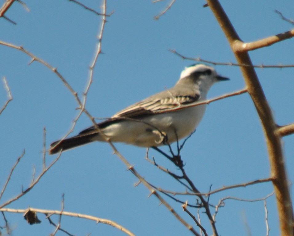 Black-crowned Monjita - ML135866601