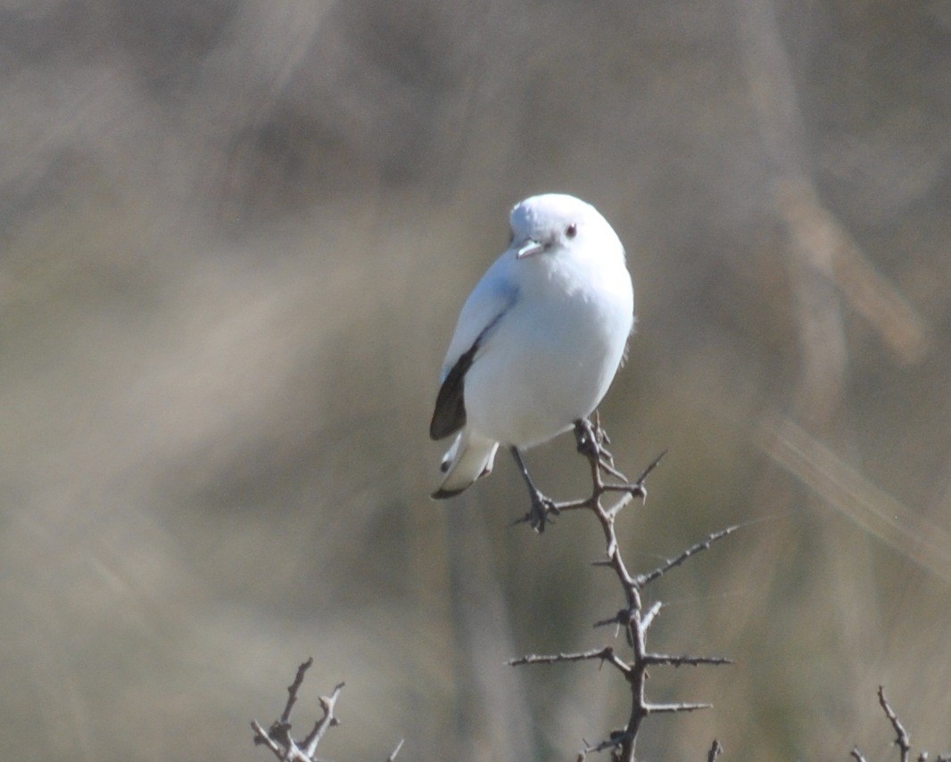 White Monjita - ML135866671