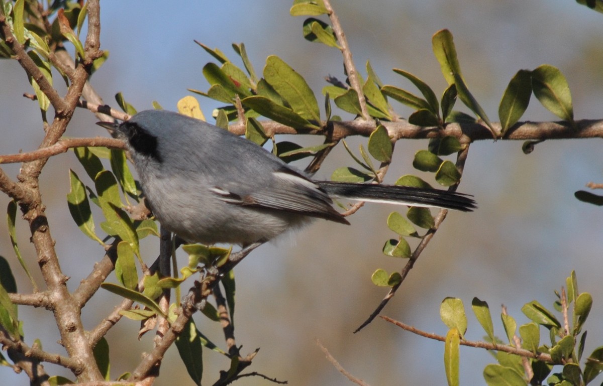 Masked Gnatcatcher - ML135866791