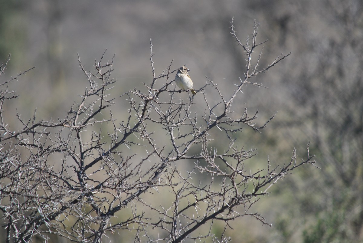 Saffron Finch - ML135867041