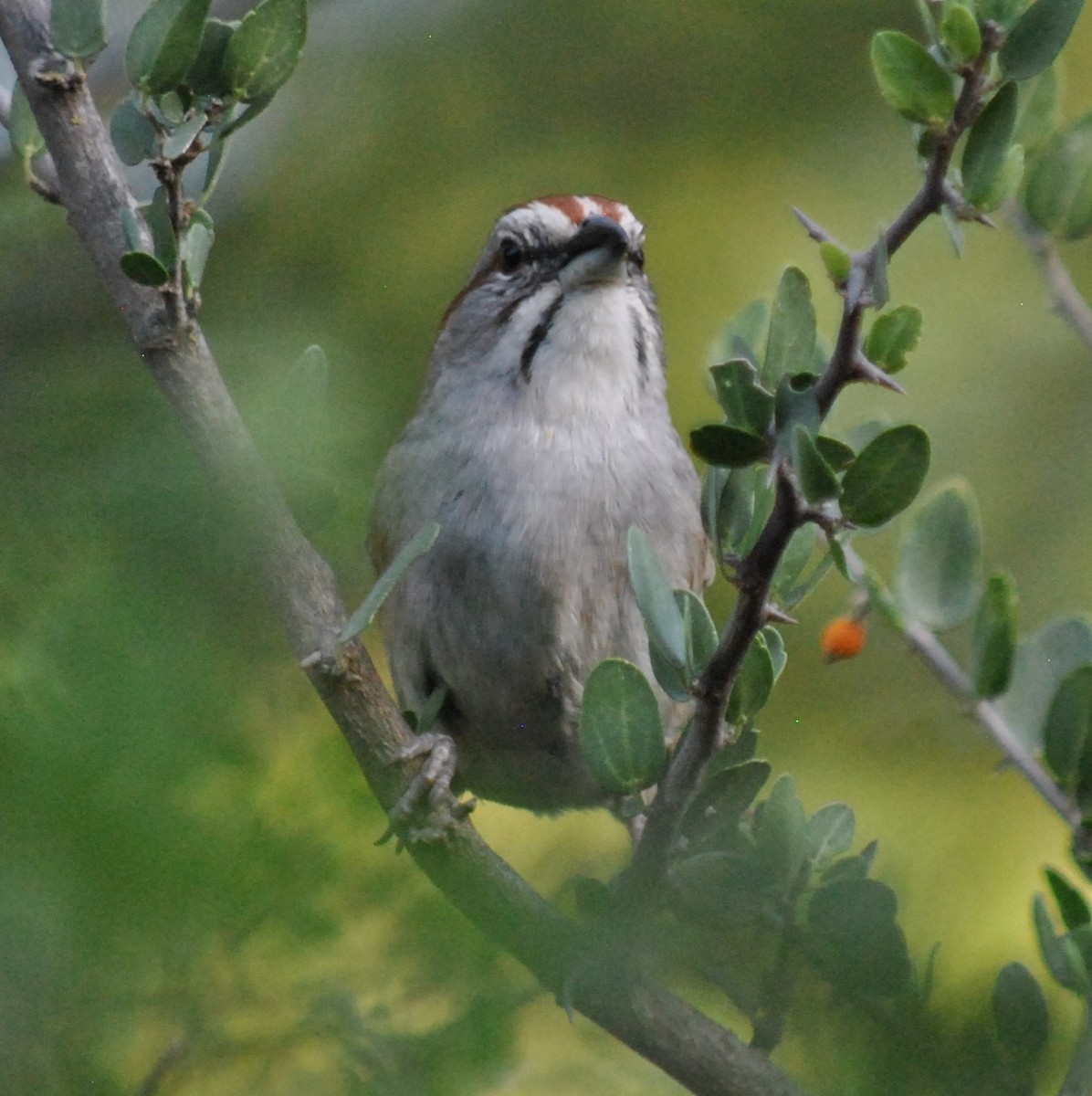 Chaco Sparrow - ML135867171