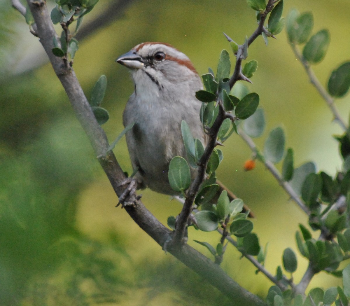 Chaco Sparrow - ML135867181