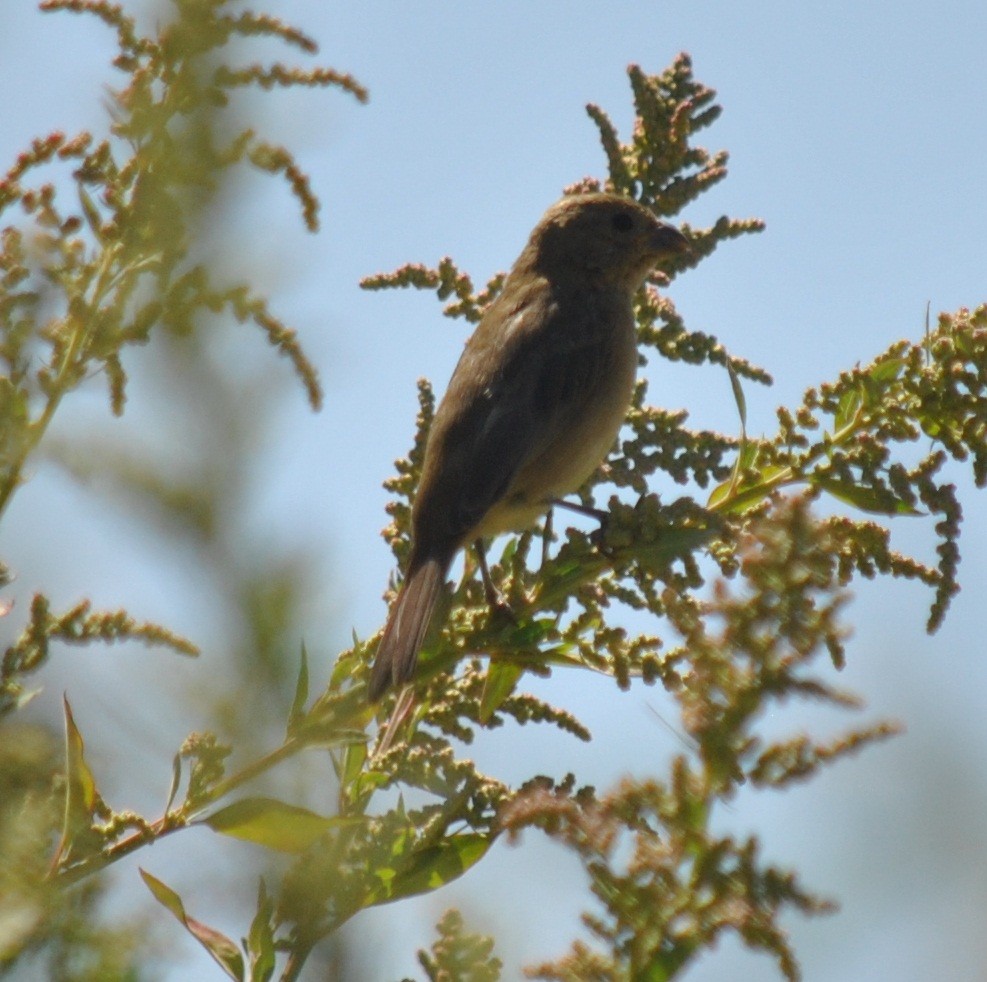 Double-collared Seedeater - ML135867211