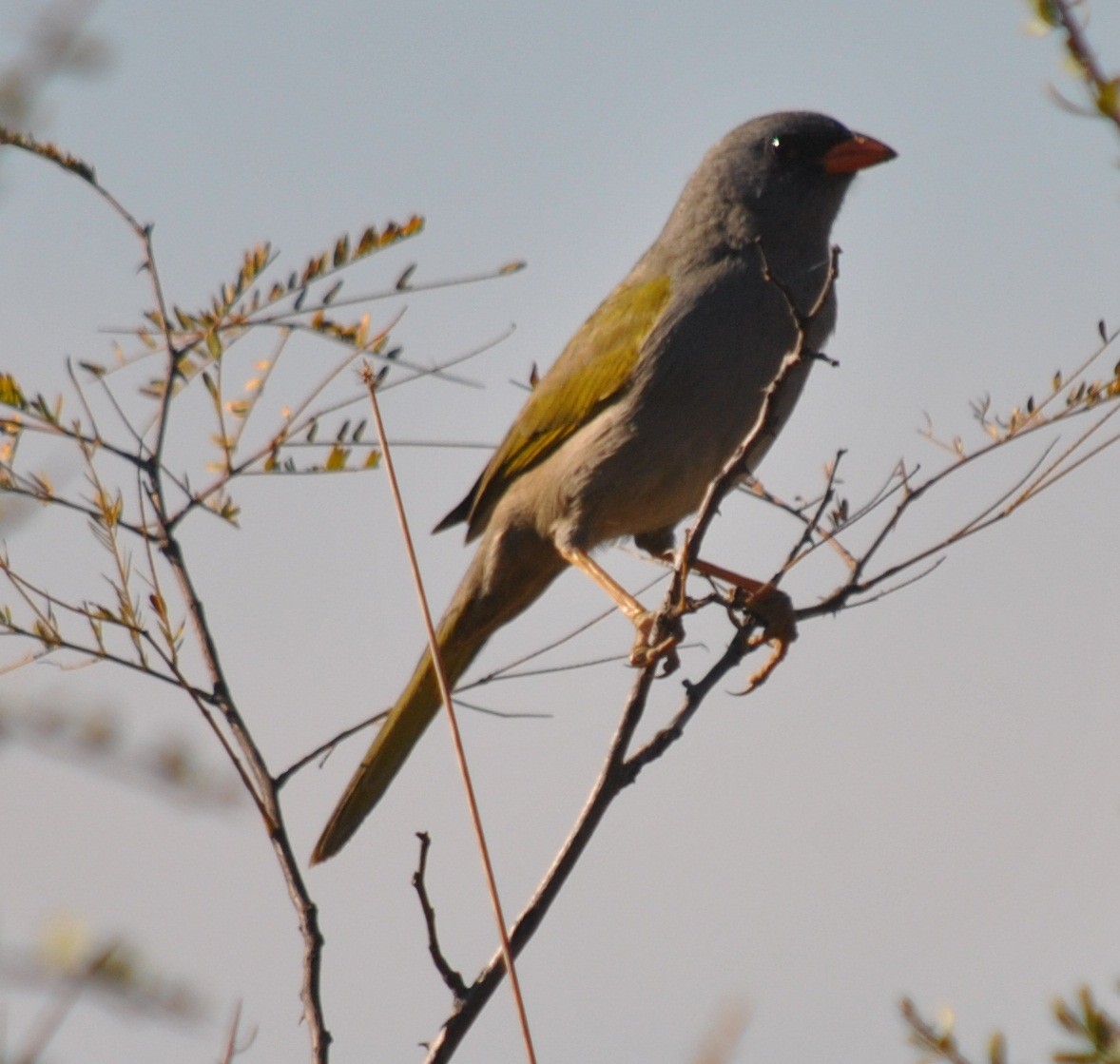 Great Pampa-Finch - ML135867281