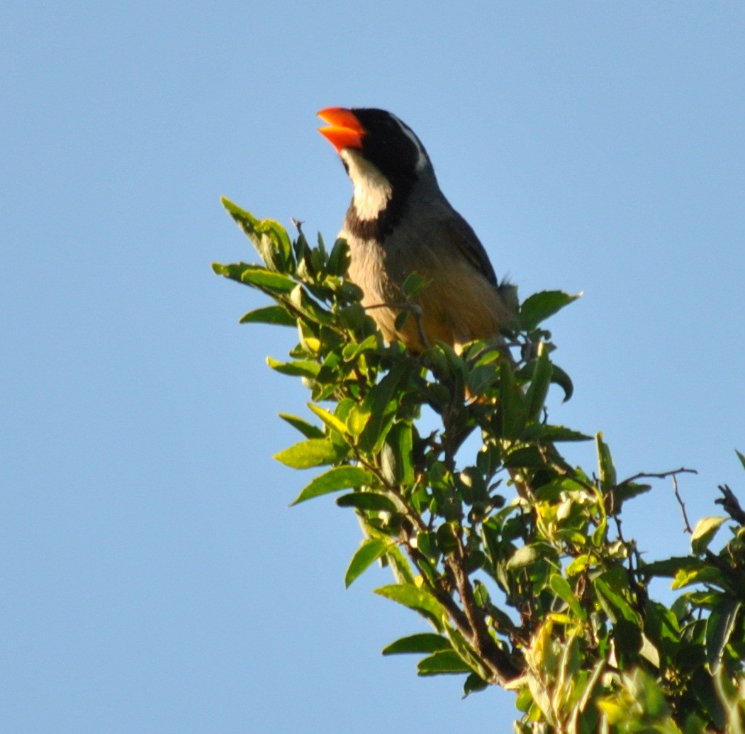 Golden-billed Saltator - ML135867381