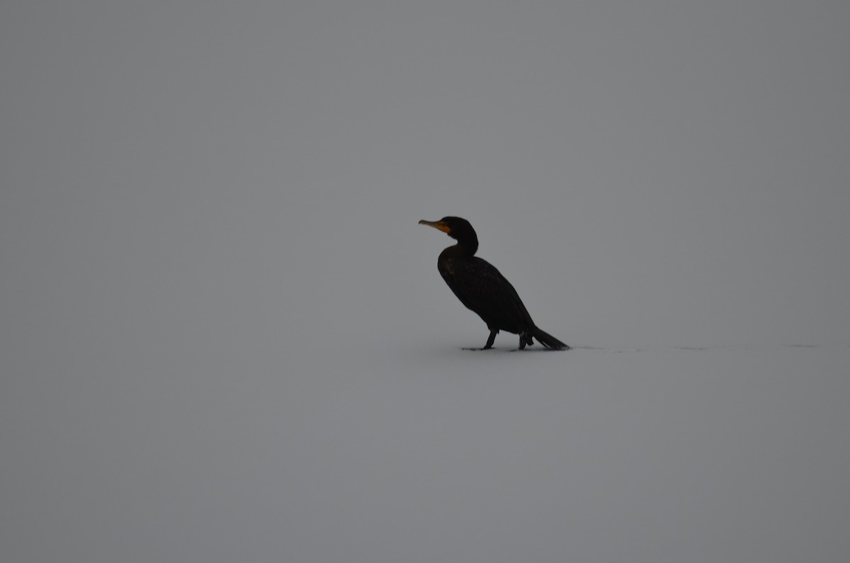 Double-crested Cormorant - Olivia Gallagher