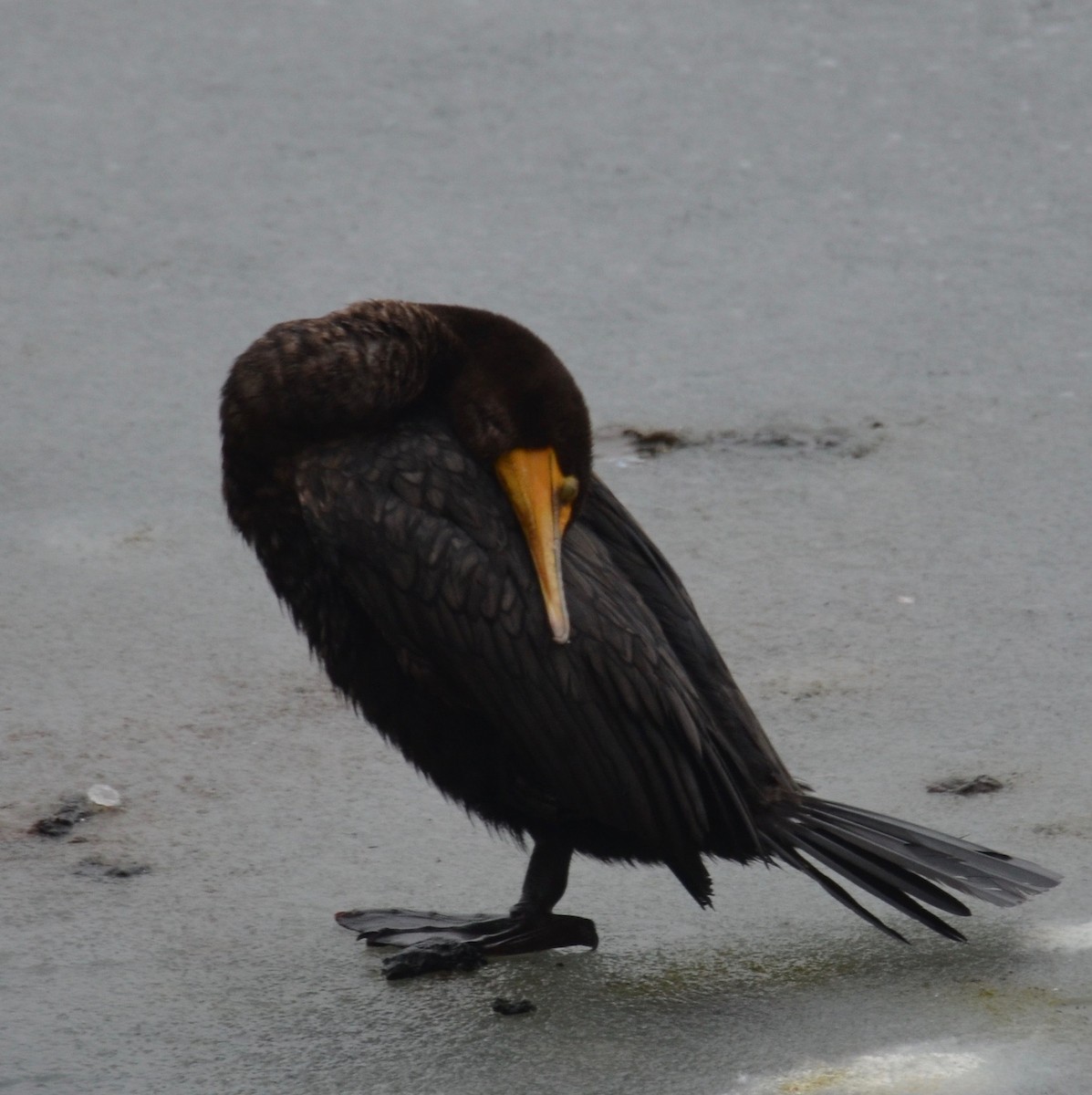 Cormoran à aigrettes - ML135868391