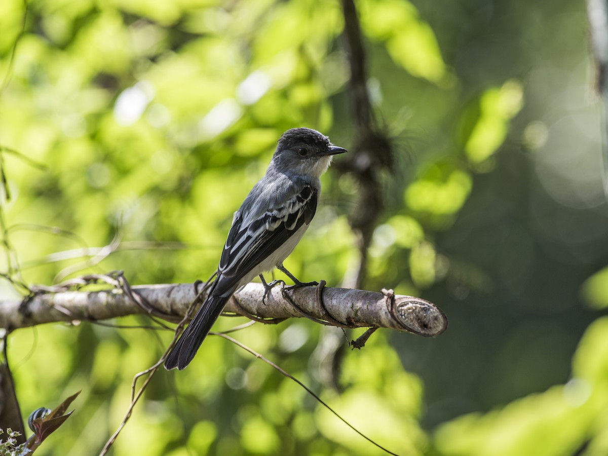 Choco Sirystes - Nick Athanas