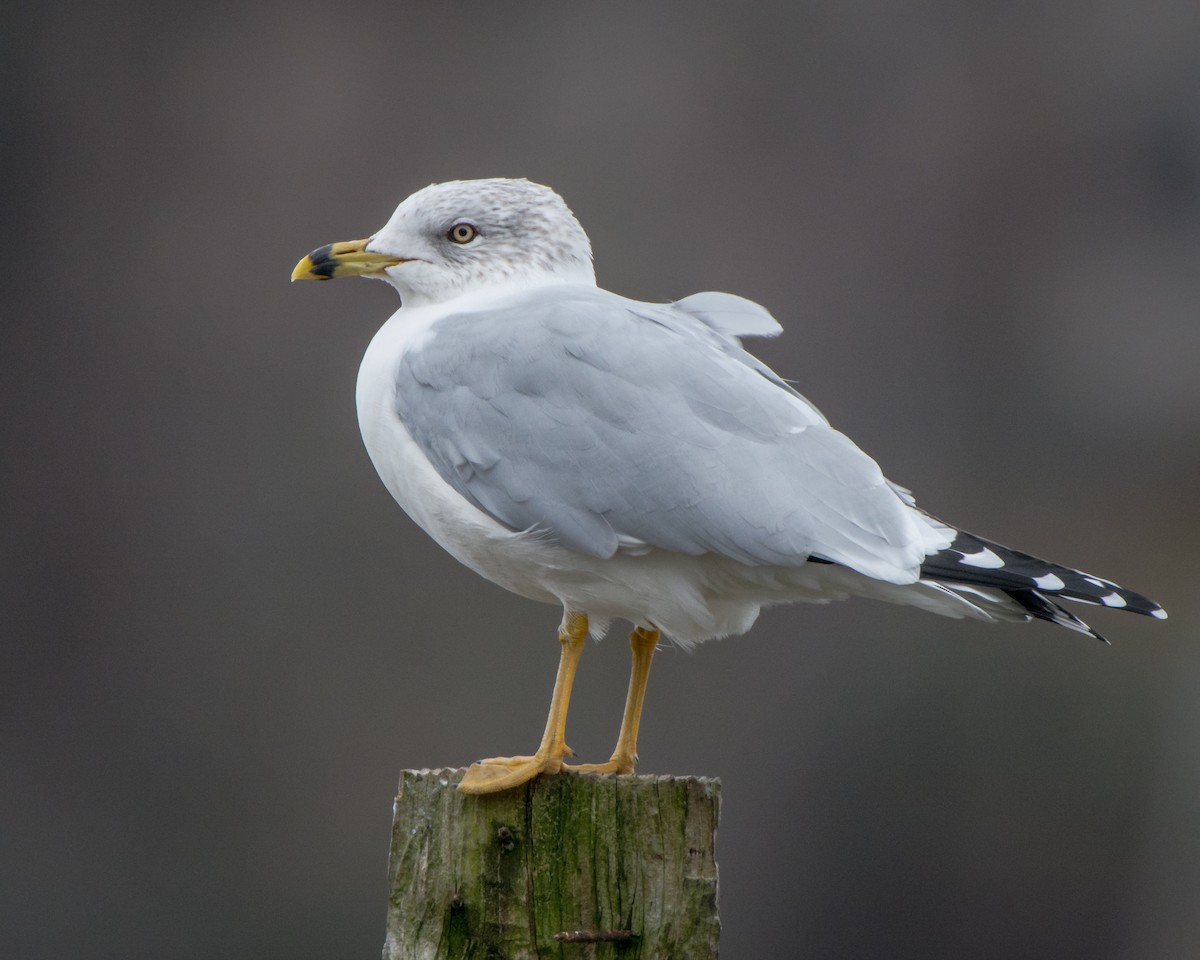 Ring-billed Gull - ML135871481