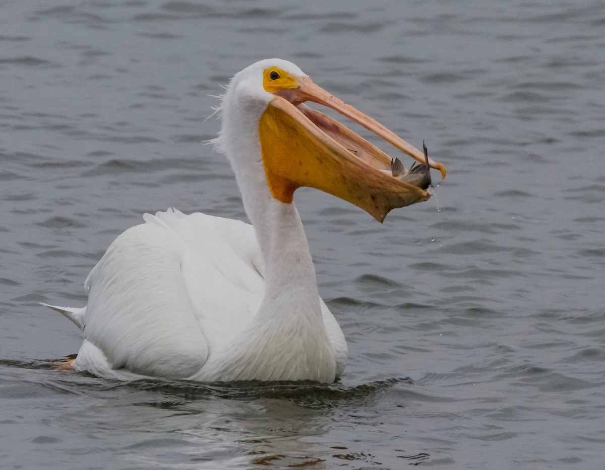 American White Pelican - ML135871921