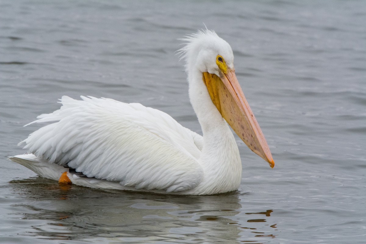 American White Pelican - ML135872701