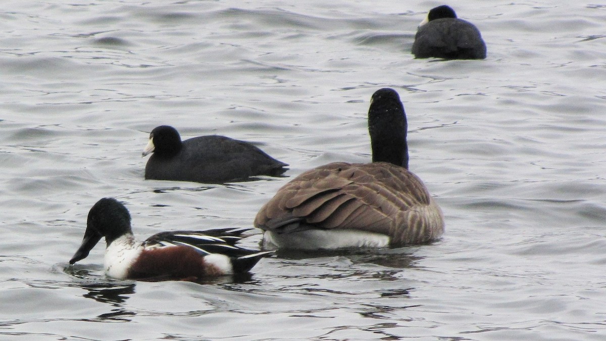 Northern Shoveler - Sarah Preston