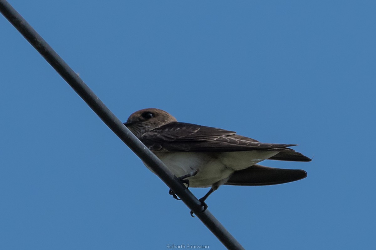 Streak-throated Swallow - ML135874701