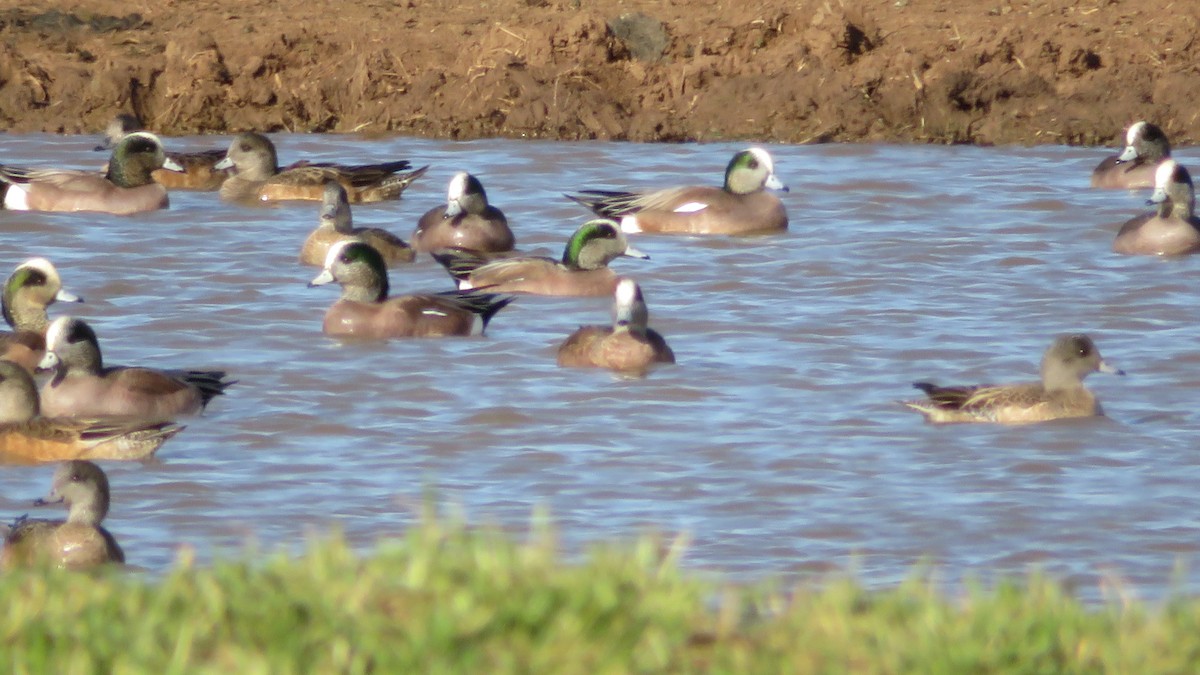 American Wigeon - ML135875251
