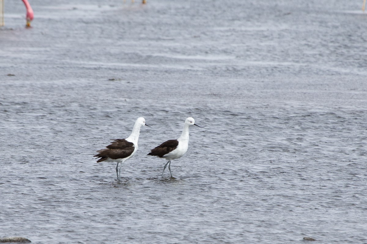 Avocette des Andes - ML135875261