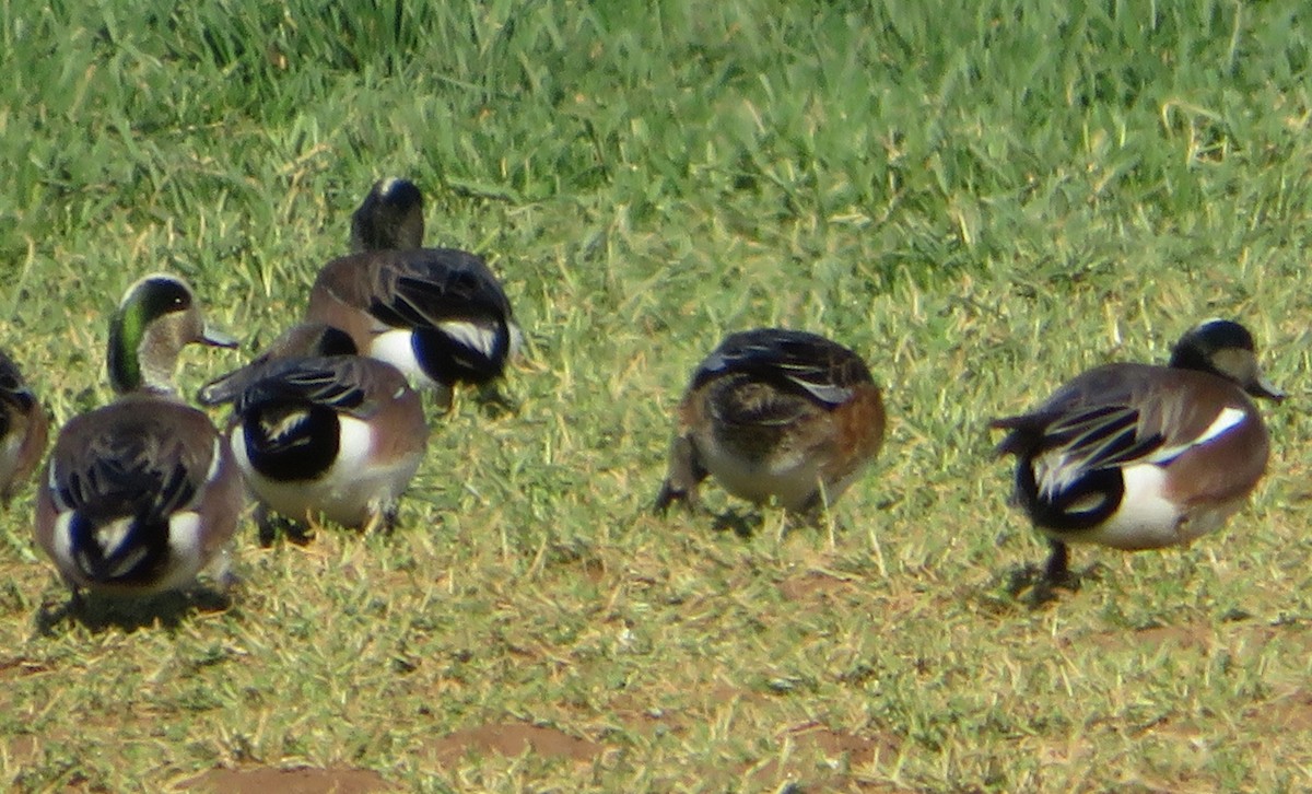 American Wigeon - ML135875451