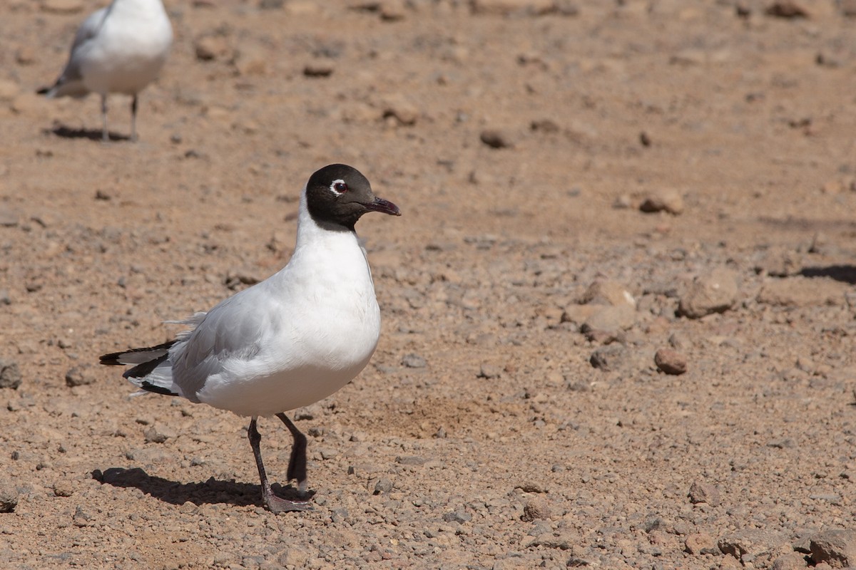 Andean Gull - ML135875601